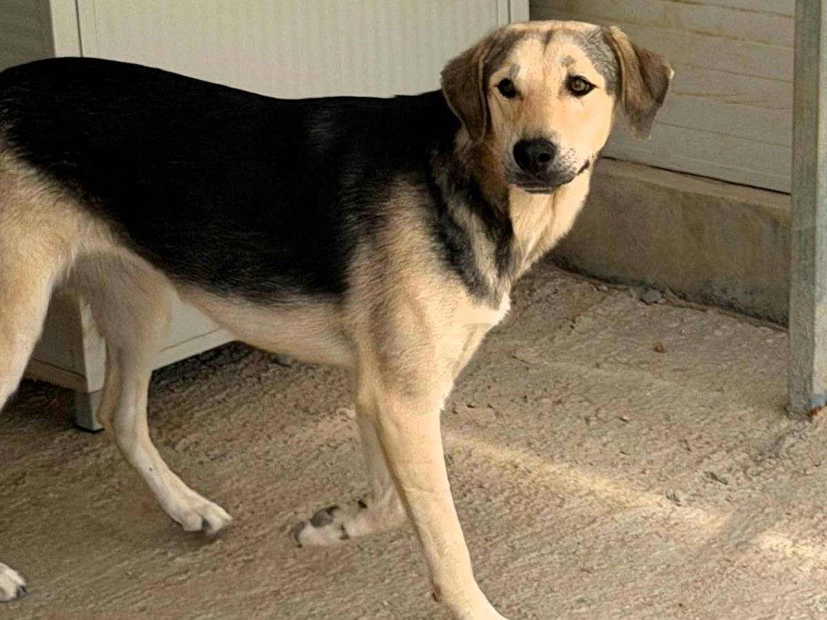 Adotta un cane, femmina, 1 anno e 4 mesi, Sassari