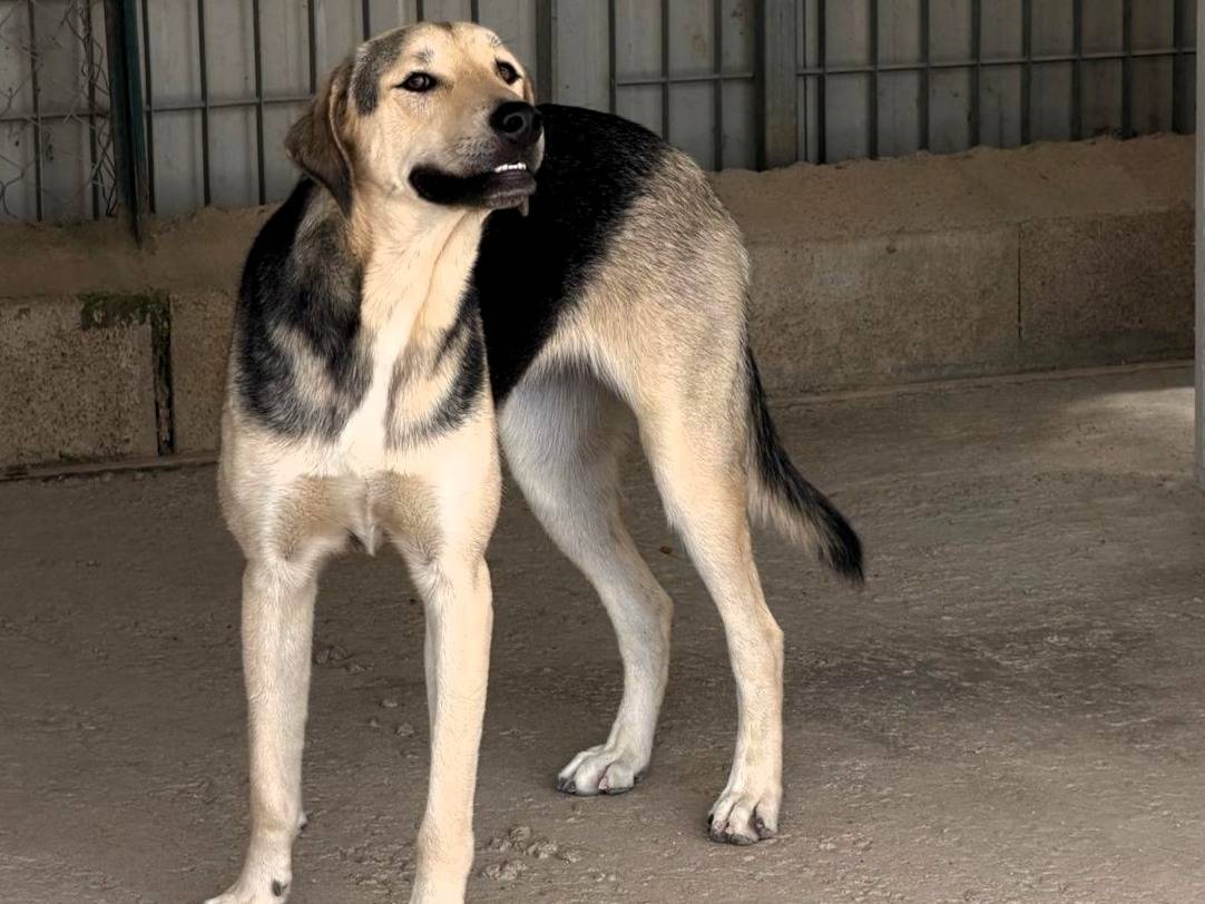 Adotta un cane, taglia media, femmina, Sassari
