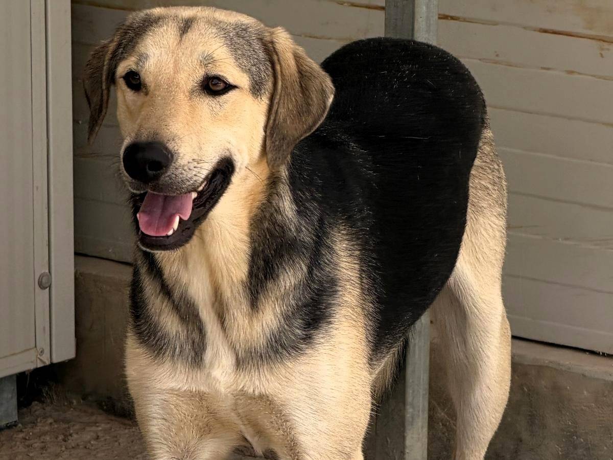 Vuoi adottare un cane a Sassari?