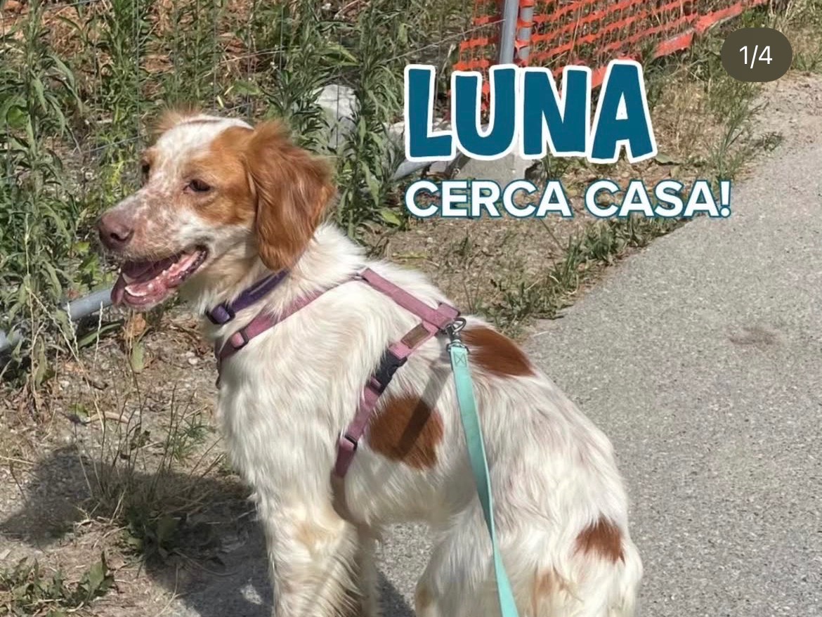 Adozione cane, femmina, Setter Inglese Razza sconosciuta, 3 anni e 7 mesi, taglia media, Milano