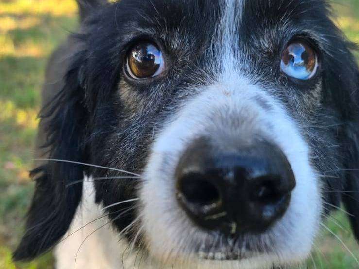 Adotta un cane, maschio, 7 anni e 11 mesi, Pisa