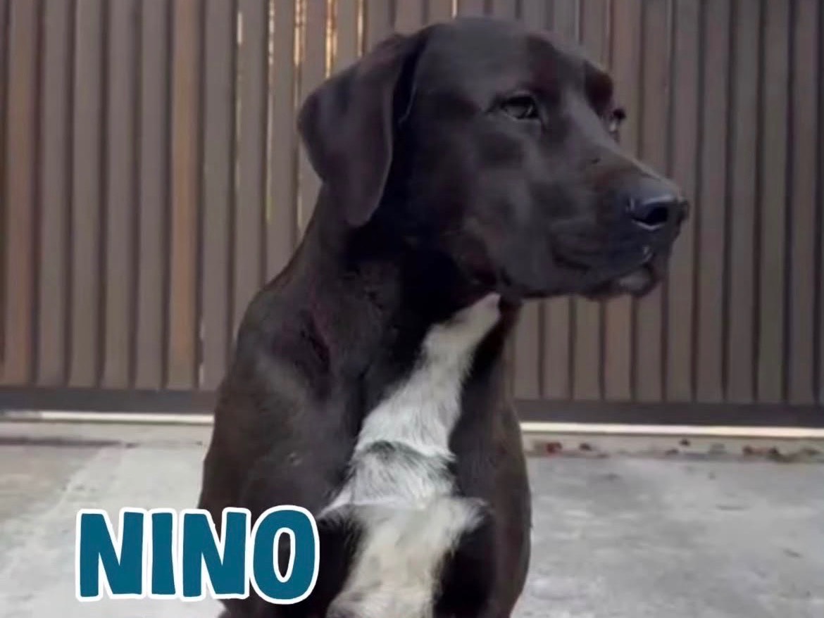 Adozione cane, maschio, Razza sconosciuta Razza sconosciuta, 1 anno e 9 mesi, taglia grande, Milano