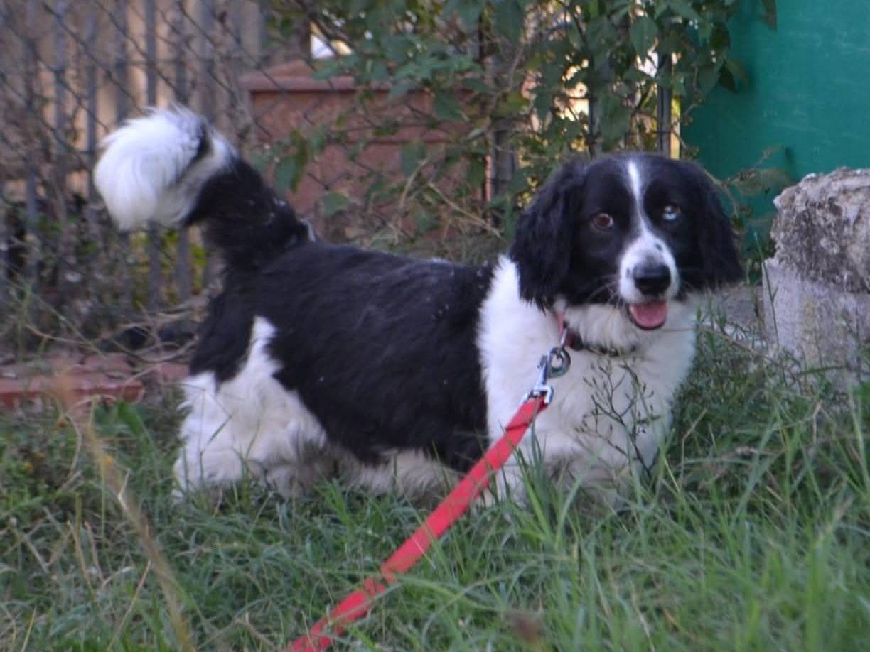 Adotta un cane, taglia piccola, maschio, Pisa