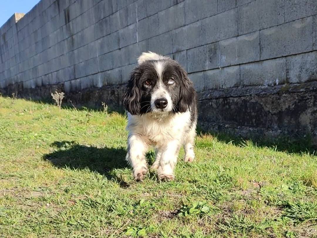 Adozione cane, maschio, Razza sconosciuta Razza sconosciuta, 7 anni e 11 mesi, taglia piccola, Pisa