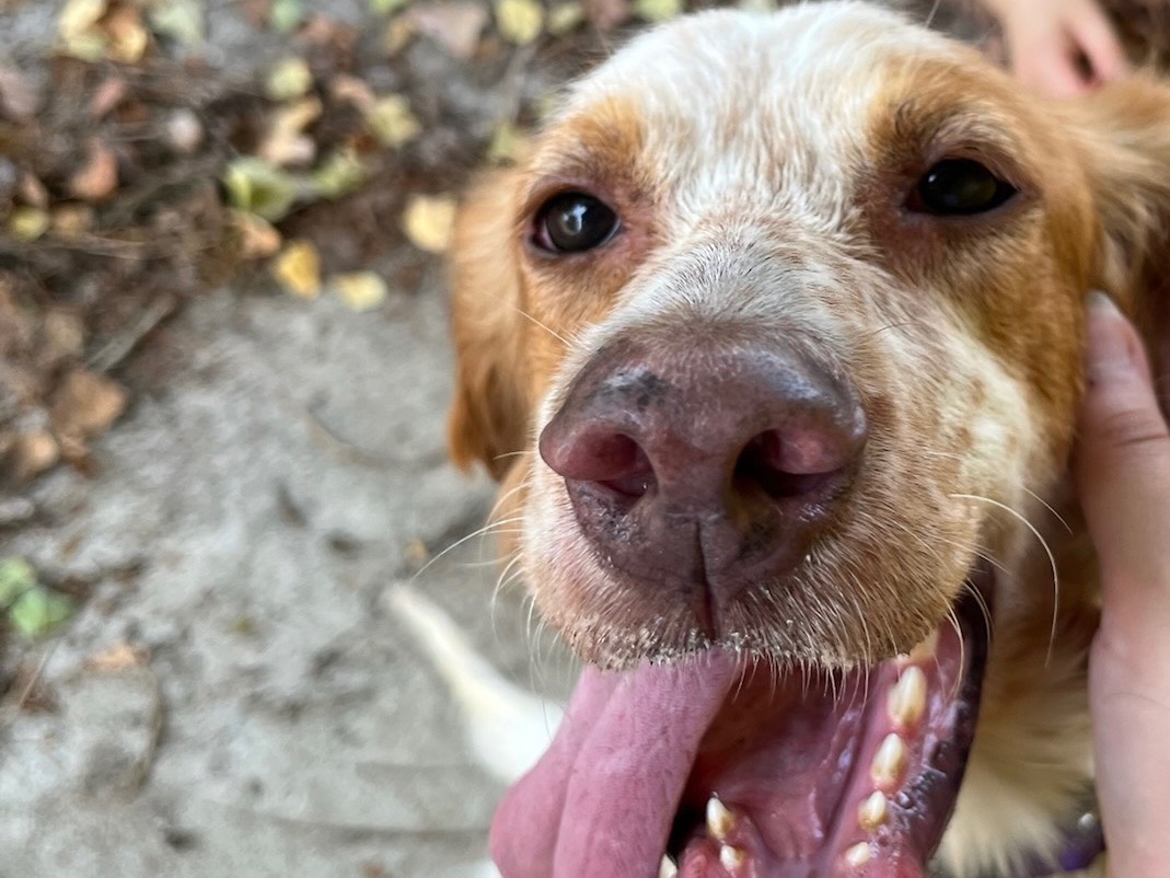 Adotta un cane, femmina, 3 anni e 7 mesi, Milano