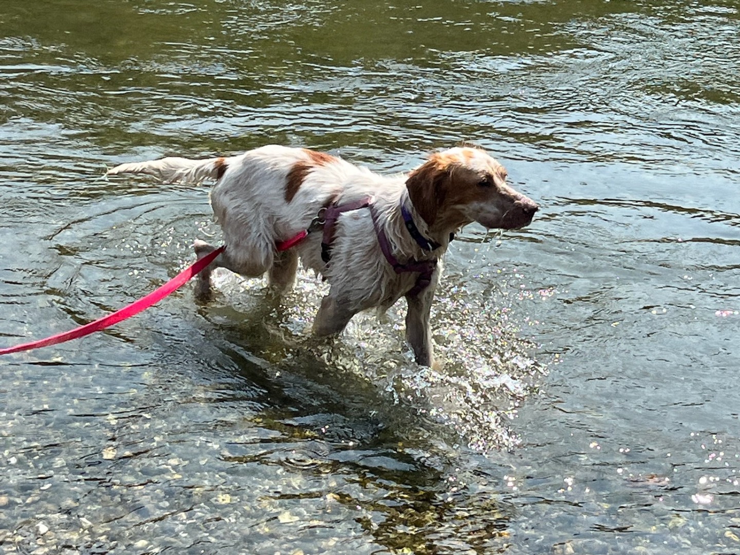 Vuoi adottare un cane a Milano?