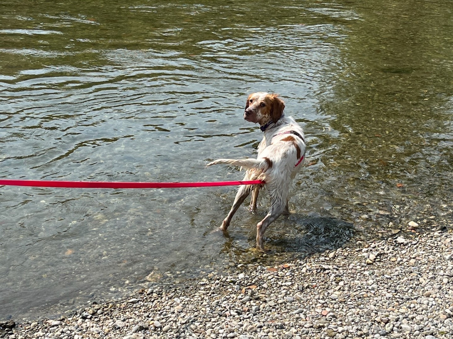 Adotta il cane Luna  a Milano