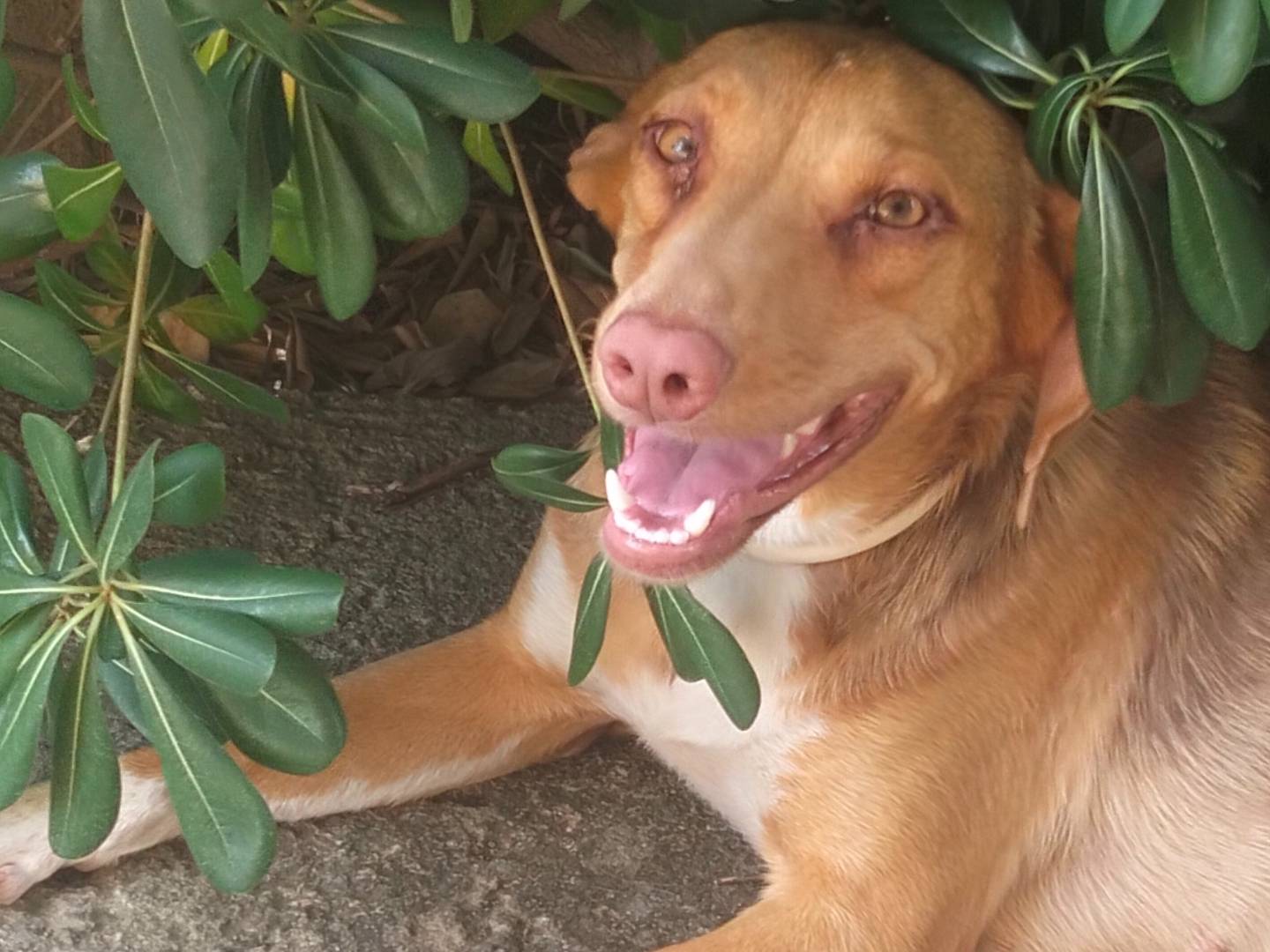 Adotta un cane, femmina, 1 anno e 1 mese, Verona