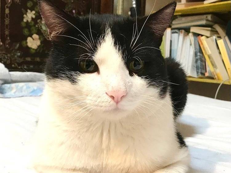 Adotta un gatto, maschio, 6 anni e 6 mesi, Genova