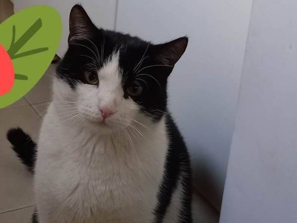 Adotta un gatto, taglia non valida, maschio, Genova