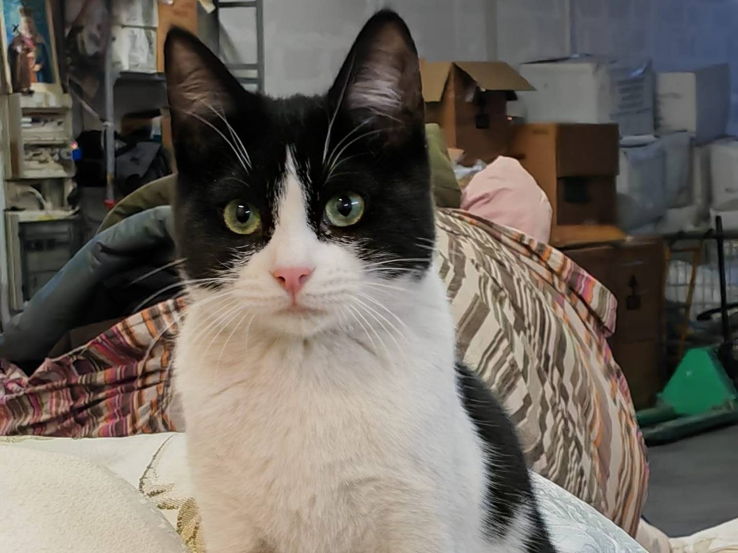 Adotta un gatto, maschio, 4 anni e 4 mesi, Genova