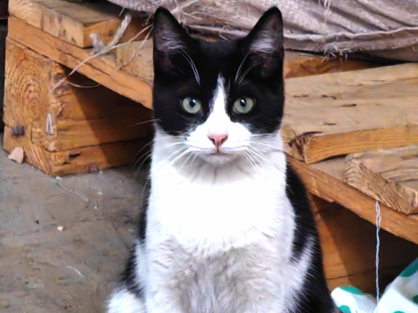 Vuoi adottare un gatto a Genova?