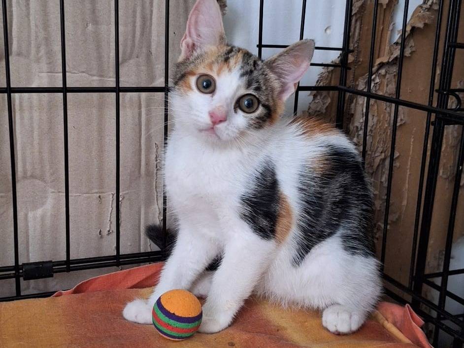 Adozione gatto, femmina, Razza sconosciuta Razza sconosciuta, 2 mesi, taglia non valida, Ferrara