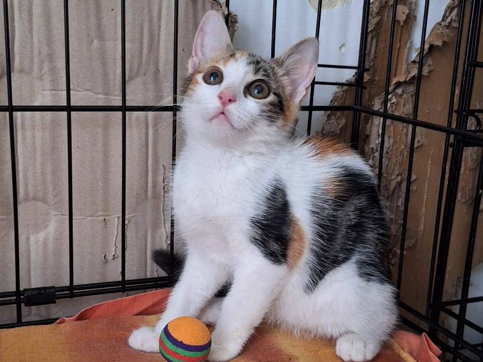 Adotta un gatto, taglia non valida, femmina, Ferrara