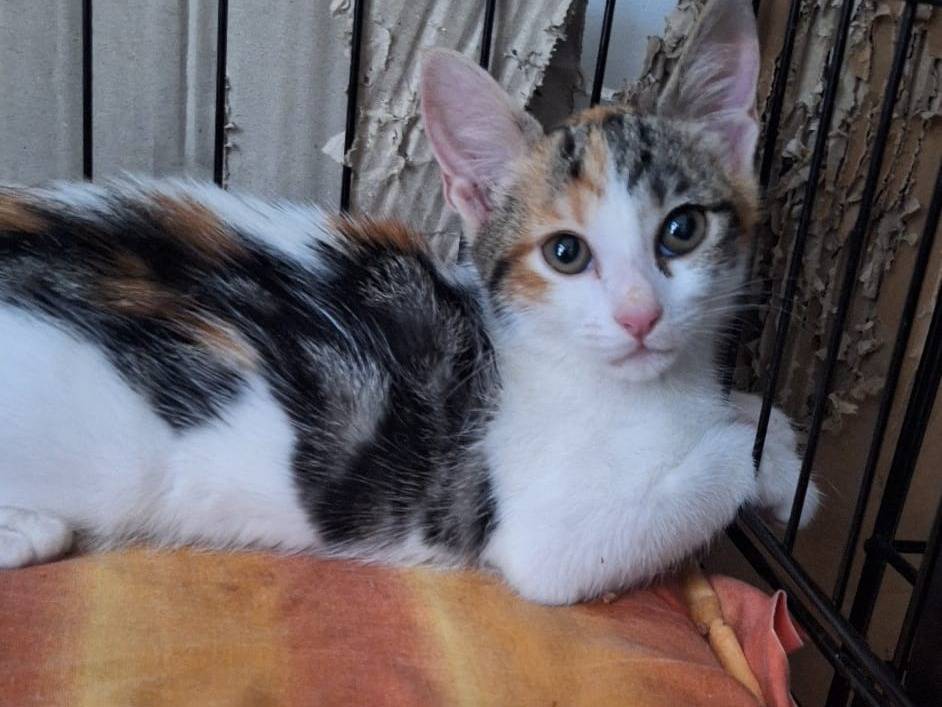 Vuoi adottare un gatto a Ferrara?