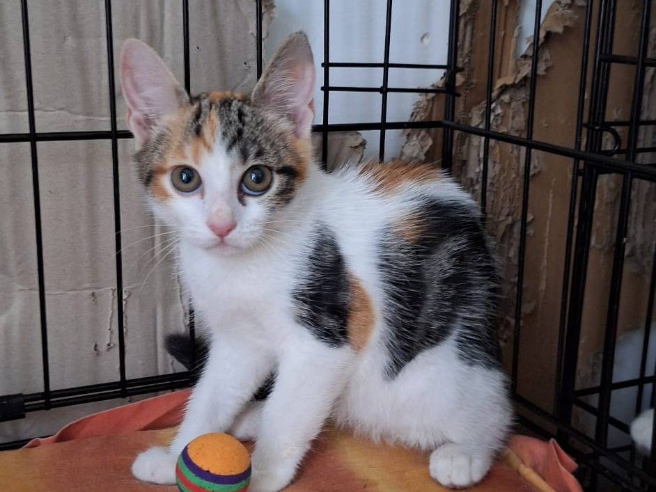 Adotta un gatto, femmina, 2 mesi, Ferrara