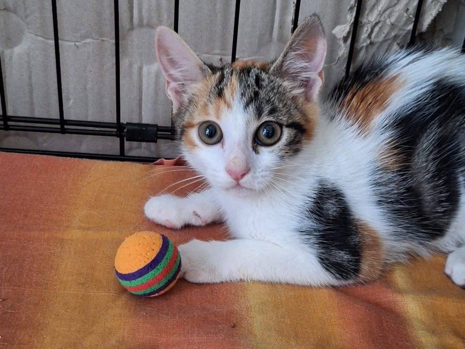 Adotta il gatto Gioia a Ferrara