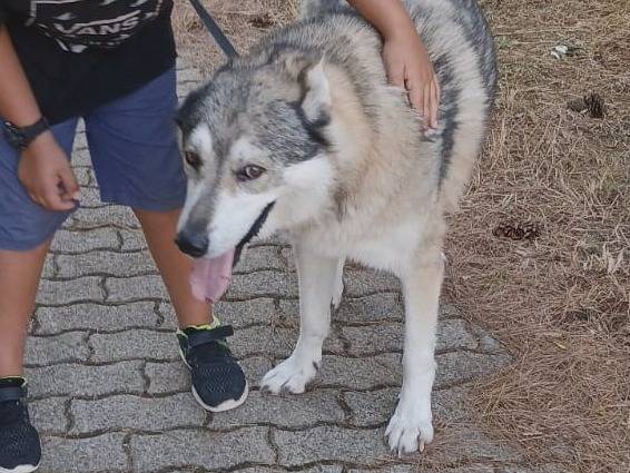 Adozione cane, maschio, Cane lupo Cecoslovacco Razza sconosciuta, 10 anni e 9 mesi, taglia gigante, Bari