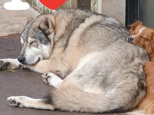Adotta un cane, maschio, 10 anni e 9 mesi, Bari