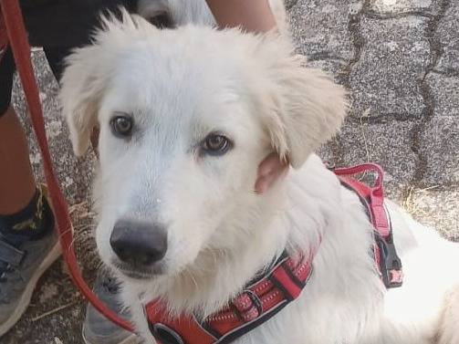 Adotta un cane, maschio, 3 mesi, Bari