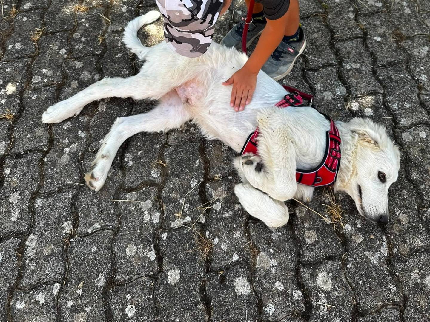 Vuoi adottare un cane a Bari?