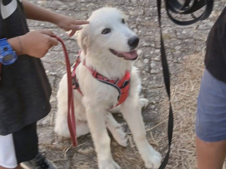 Adotta il cane Mojito a Bari