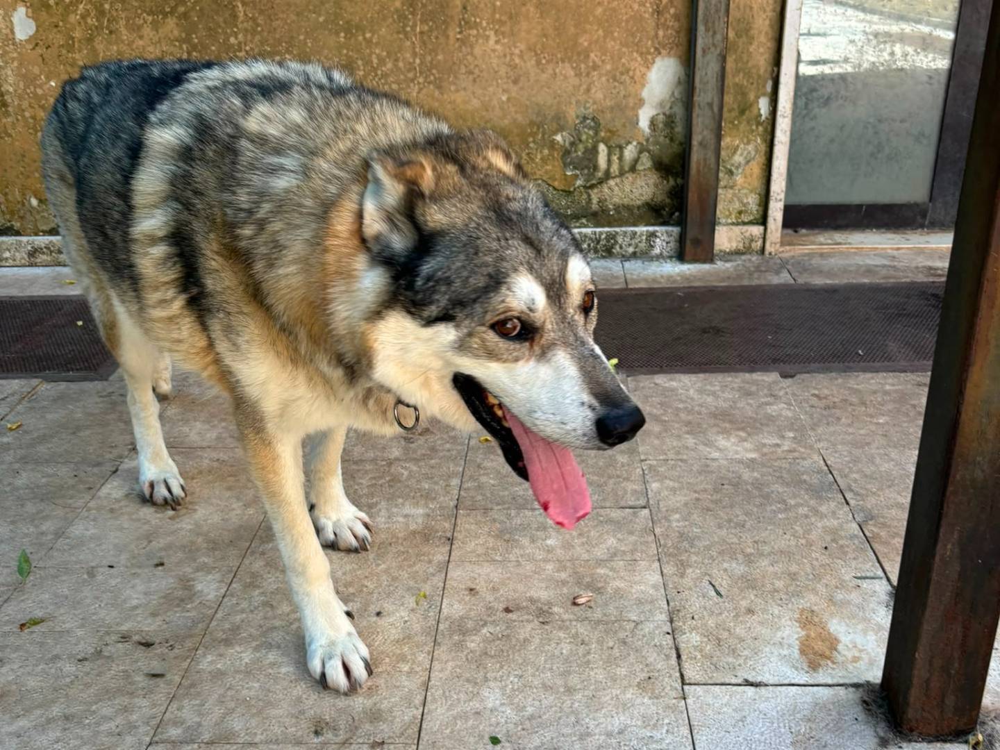 Vuoi adottare un cane a Bari?