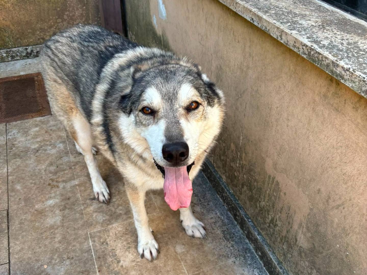 Adotta il cane Anther a Bari