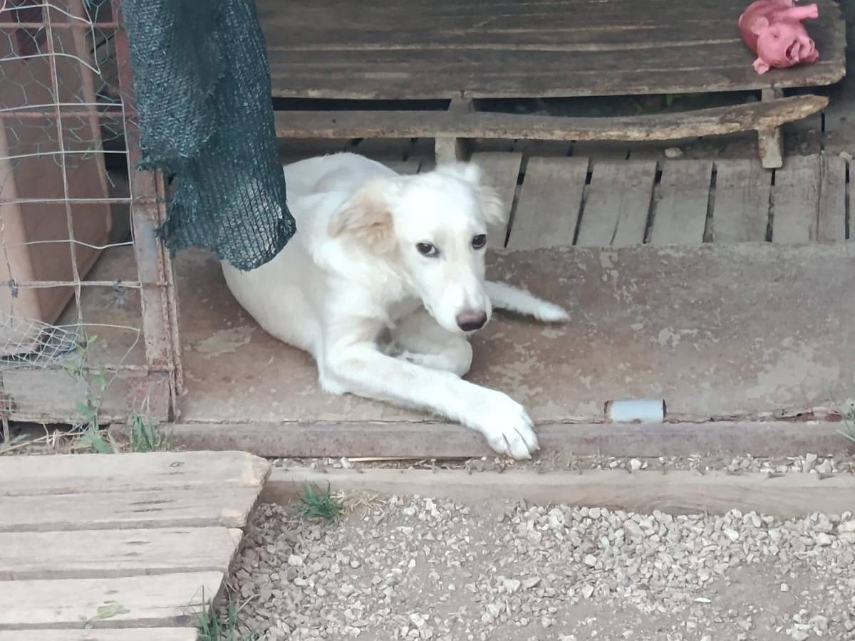 Adozione cane, femmina, Golden Retriever Razza sconosciuta, 4 mesi, taglia media, Caserta