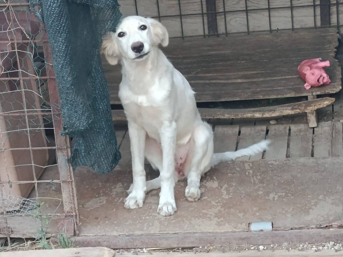 Adotta un cane, femmina, 4 mesi, Caserta