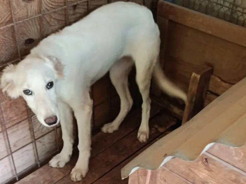 Adotta un cane, taglia media, femmina, Caserta