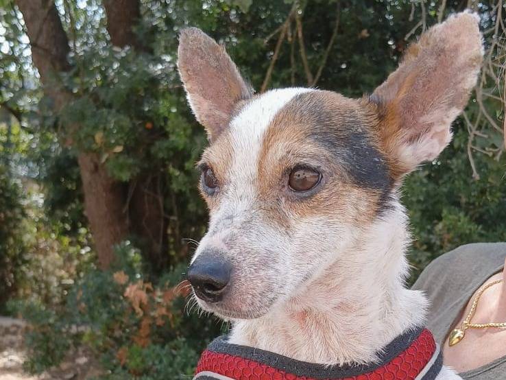 Adotta un cane, taglia piccola, maschio, Bari