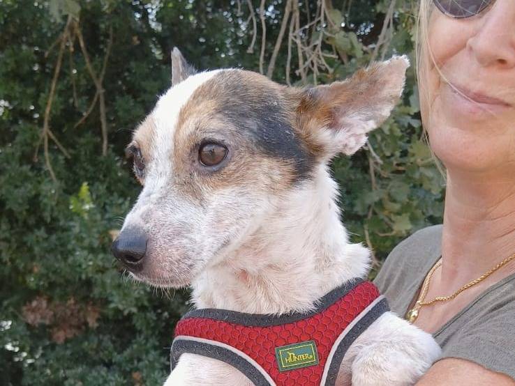 Vuoi adottare un cane a Bari?