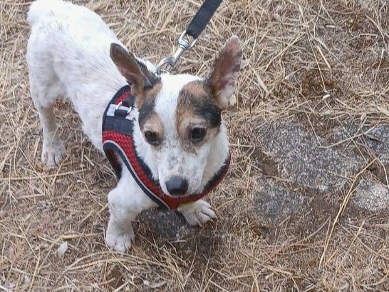 Adozione cane, maschio, Jack Russell Terrier Razza sconosciuta, 6 anni e 8 mesi, taglia piccola, Bari