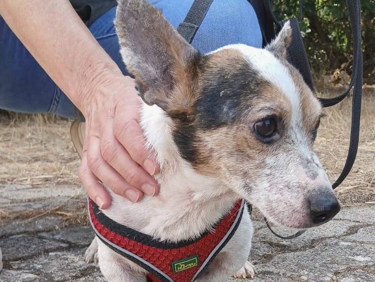 Adotta il cane Conan a Bari