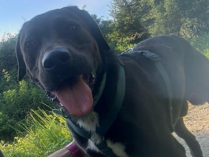 Adotta un cane, maschio, 1 anno e 9 mesi, Milano