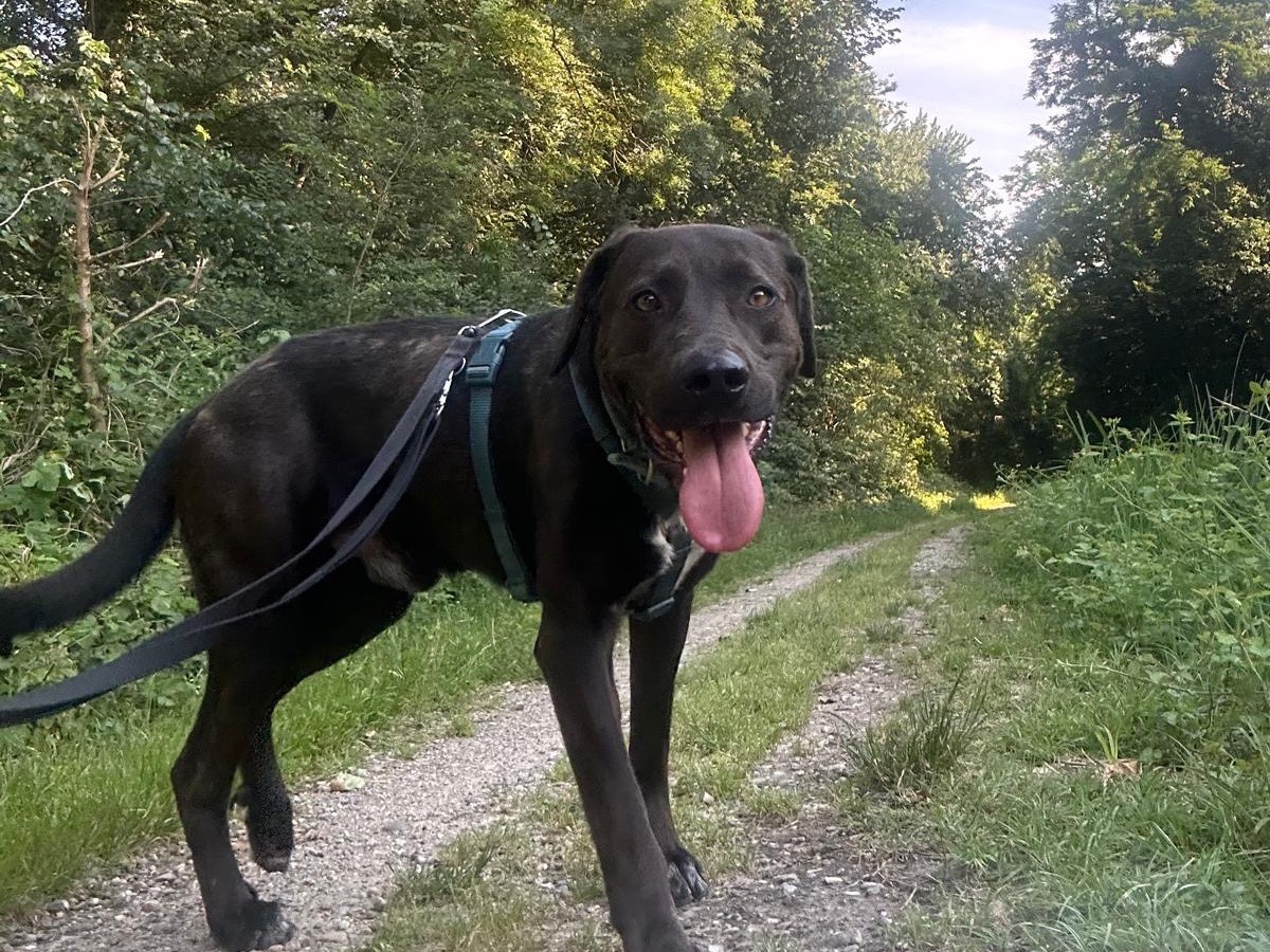 Adotta un cane, taglia grande, maschio, Milano