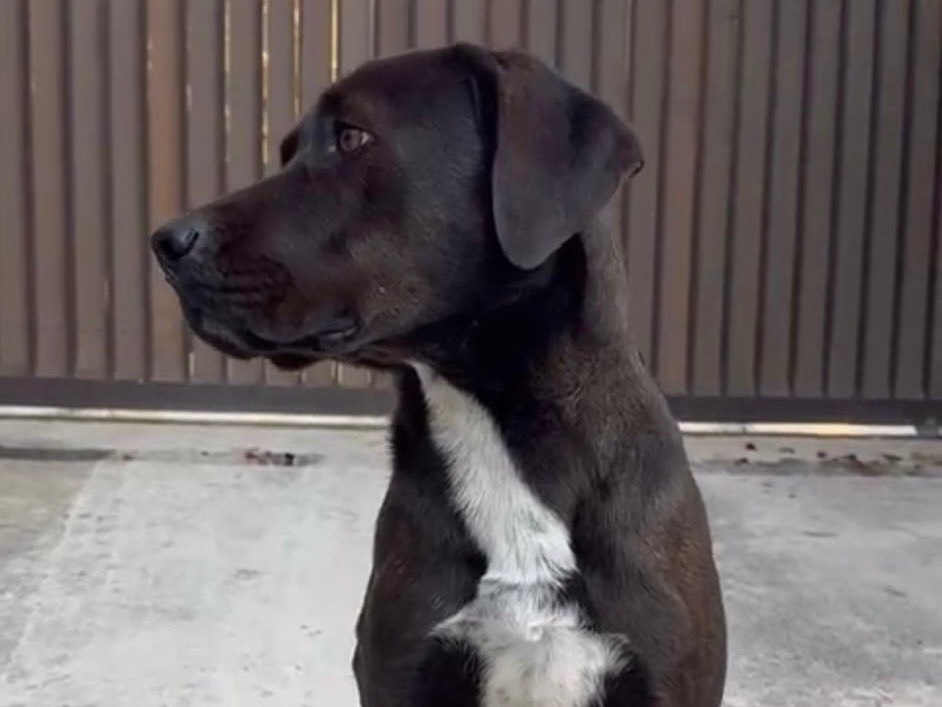 Vuoi adottare un cane a Milano?