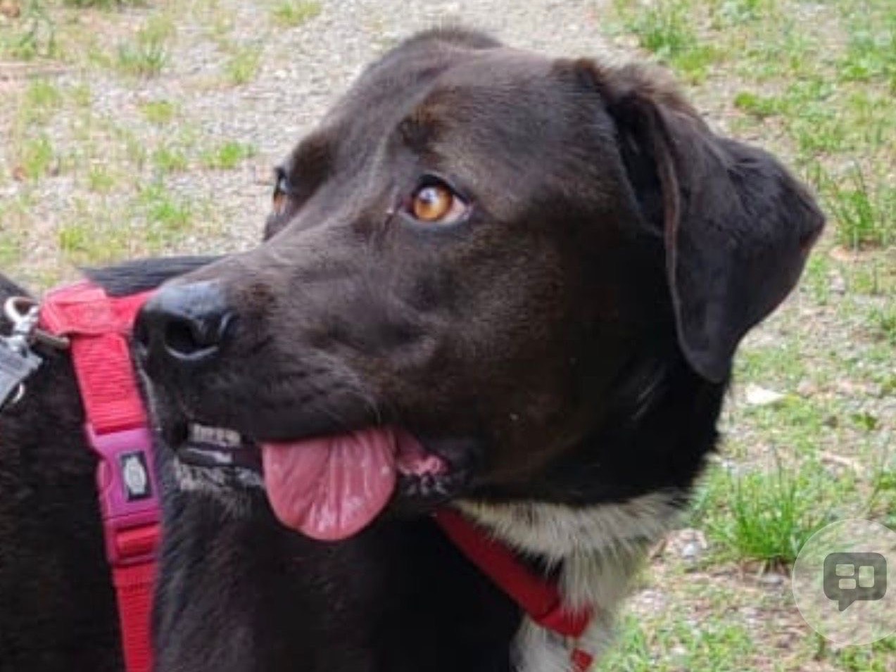 Adotta il cane Nino a Milano