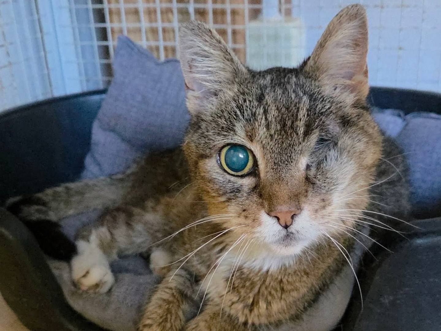 Adozione gatto, femmina, Razza sconosciuta Razza sconosciuta, 12 anni e 11 mesi, taglia non valida, Roma