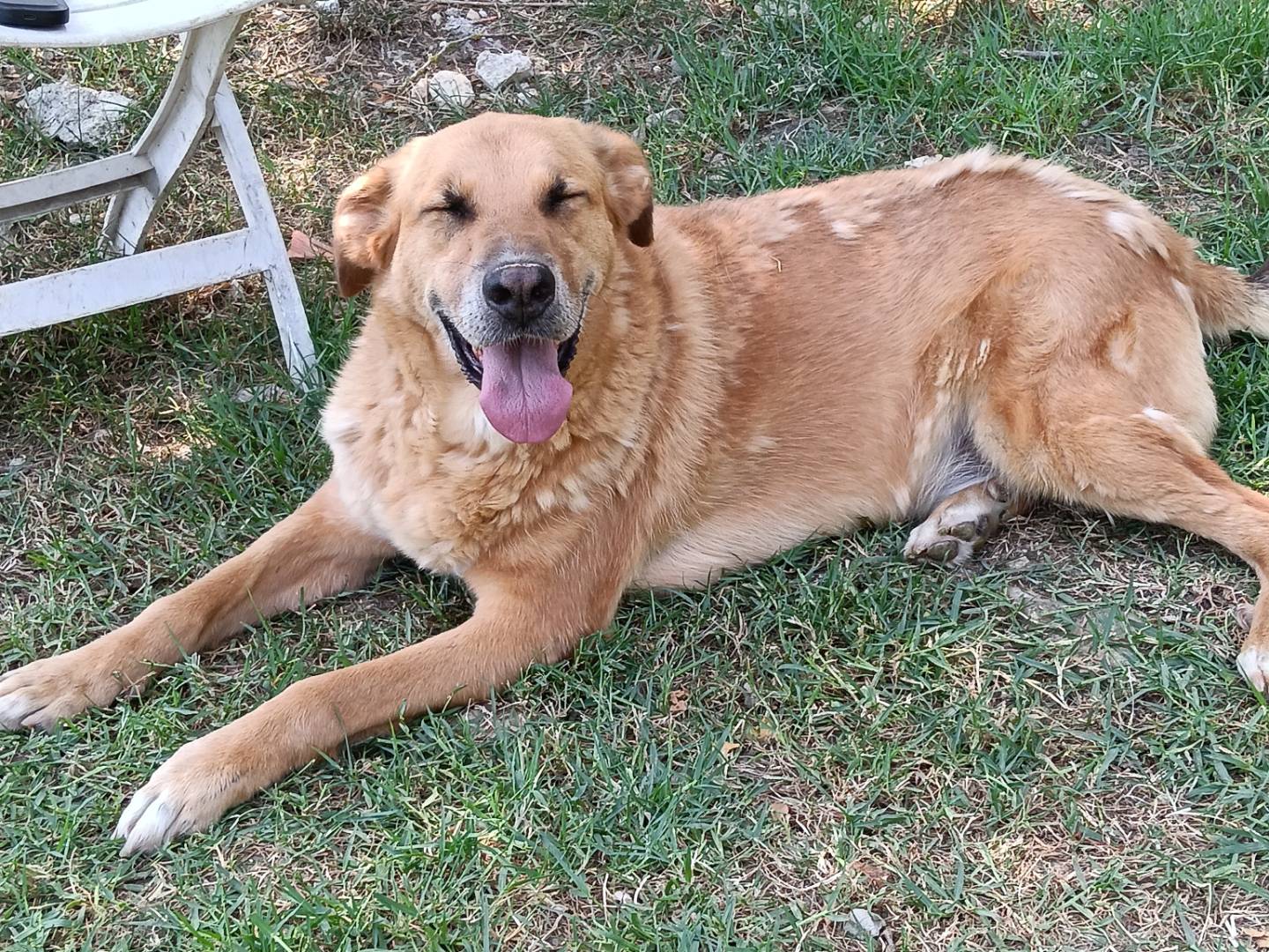 Adozione cane, maschio, Razza sconosciuta Razza sconosciuta, 5 anni e 5 mesi, taglia grande, Frosinone