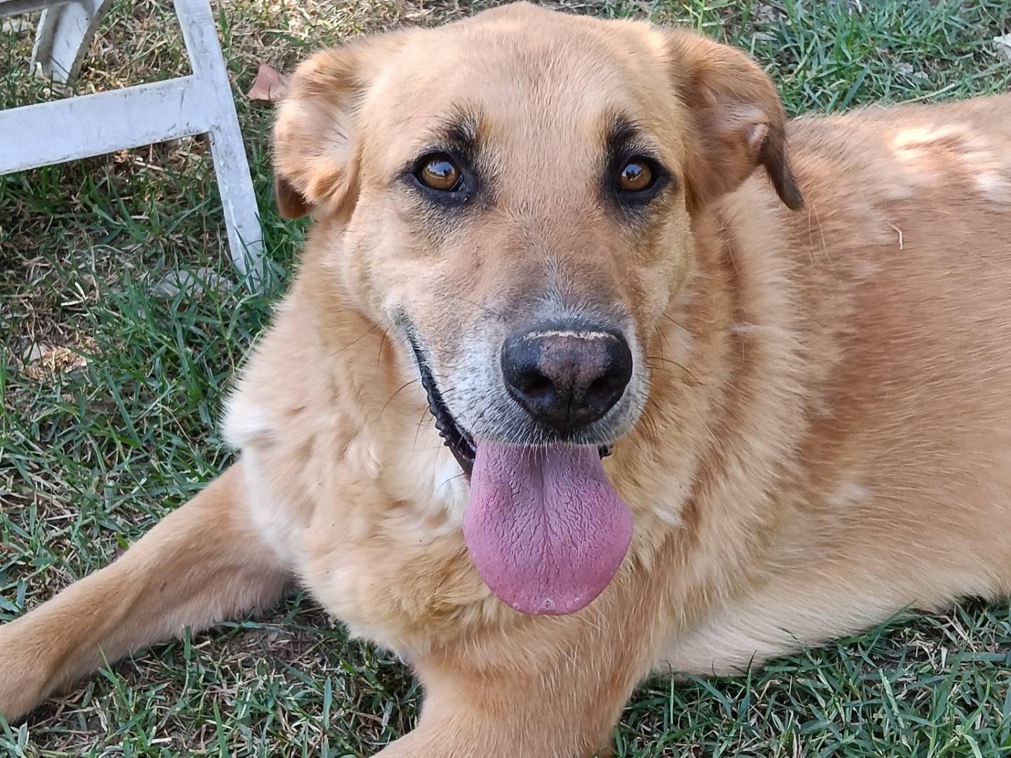 Adotta un cane, maschio, 5 anni e 5 mesi, Frosinone