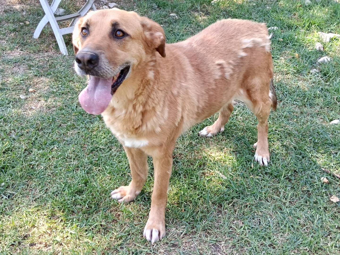Adotta un cane, taglia grande, maschio, Frosinone