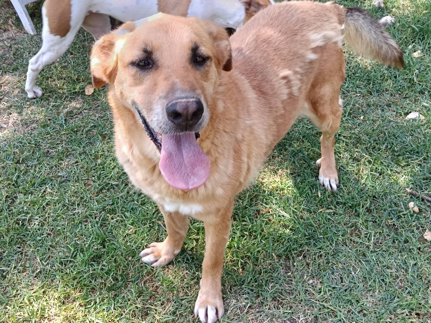 Vuoi adottare un cane a Frosinone?