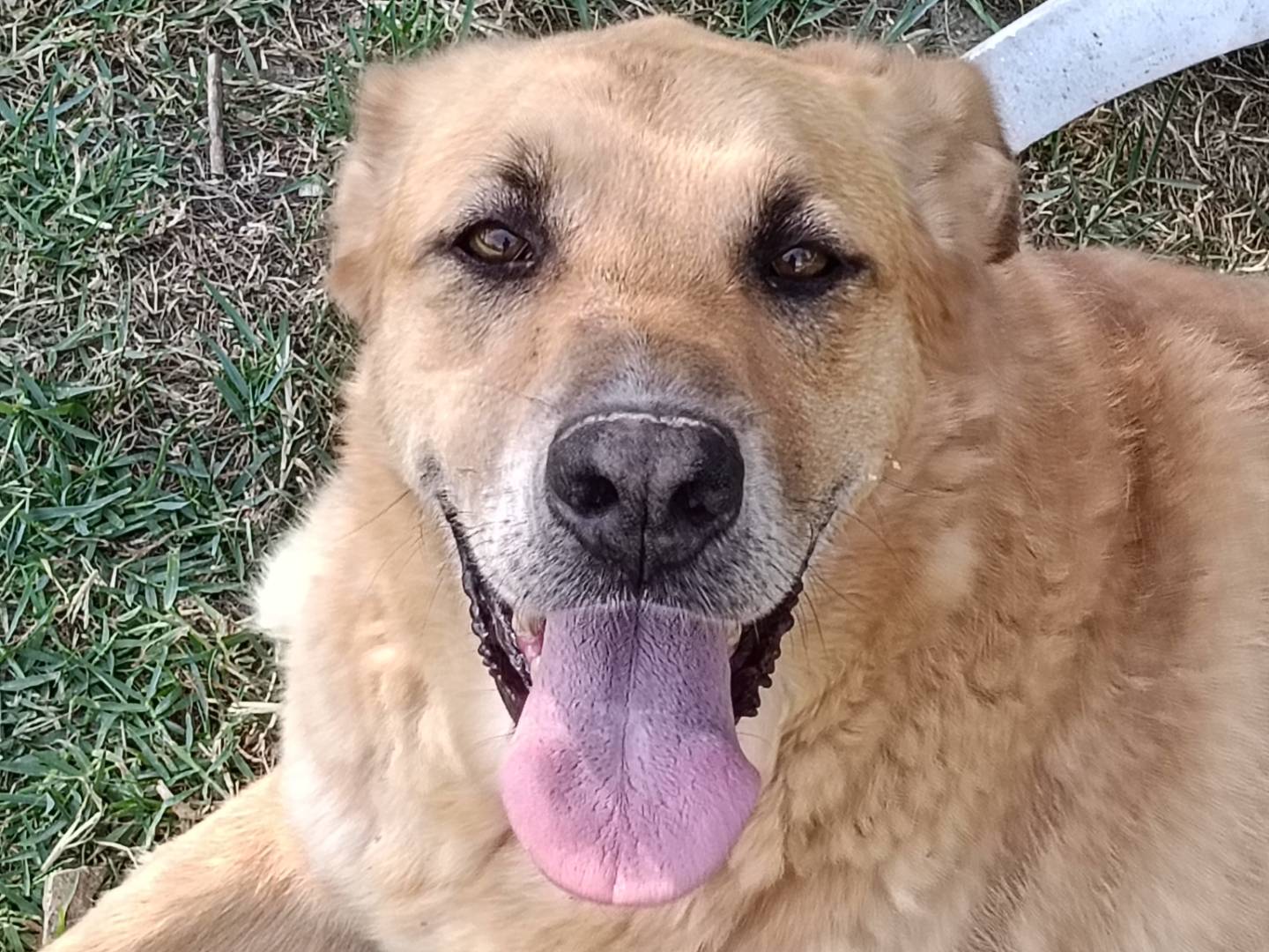 Adotta il cane SMILE a Frosinone