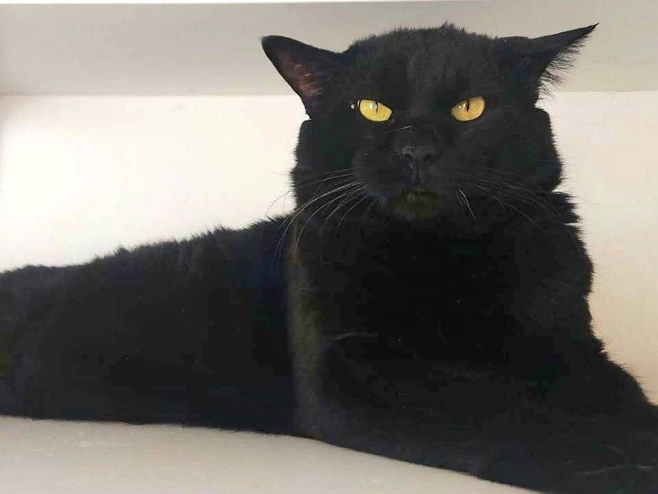 Adozione gatto, maschio, Razza sconosciuta Razza sconosciuta, 3 anni e 8 mesi, taglia non valida, Roma