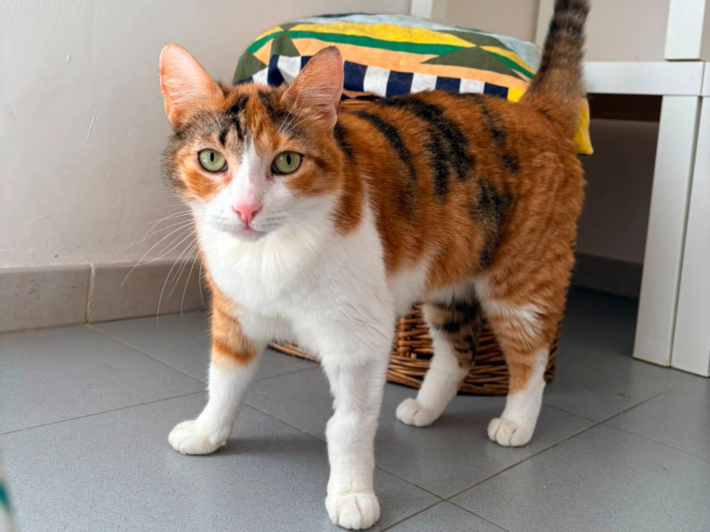 Adozione gatto, femmina, Razza sconosciuta Razza sconosciuta, 1 anno e 6 mesi, taglia non valida, Roma