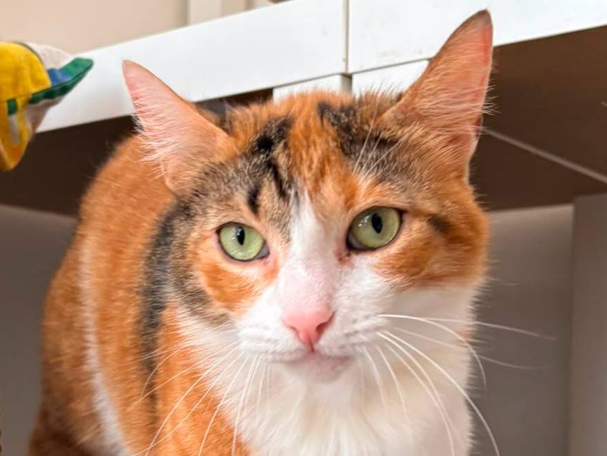 Adotta un gatto, femmina, 1 anno e 6 mesi, Roma