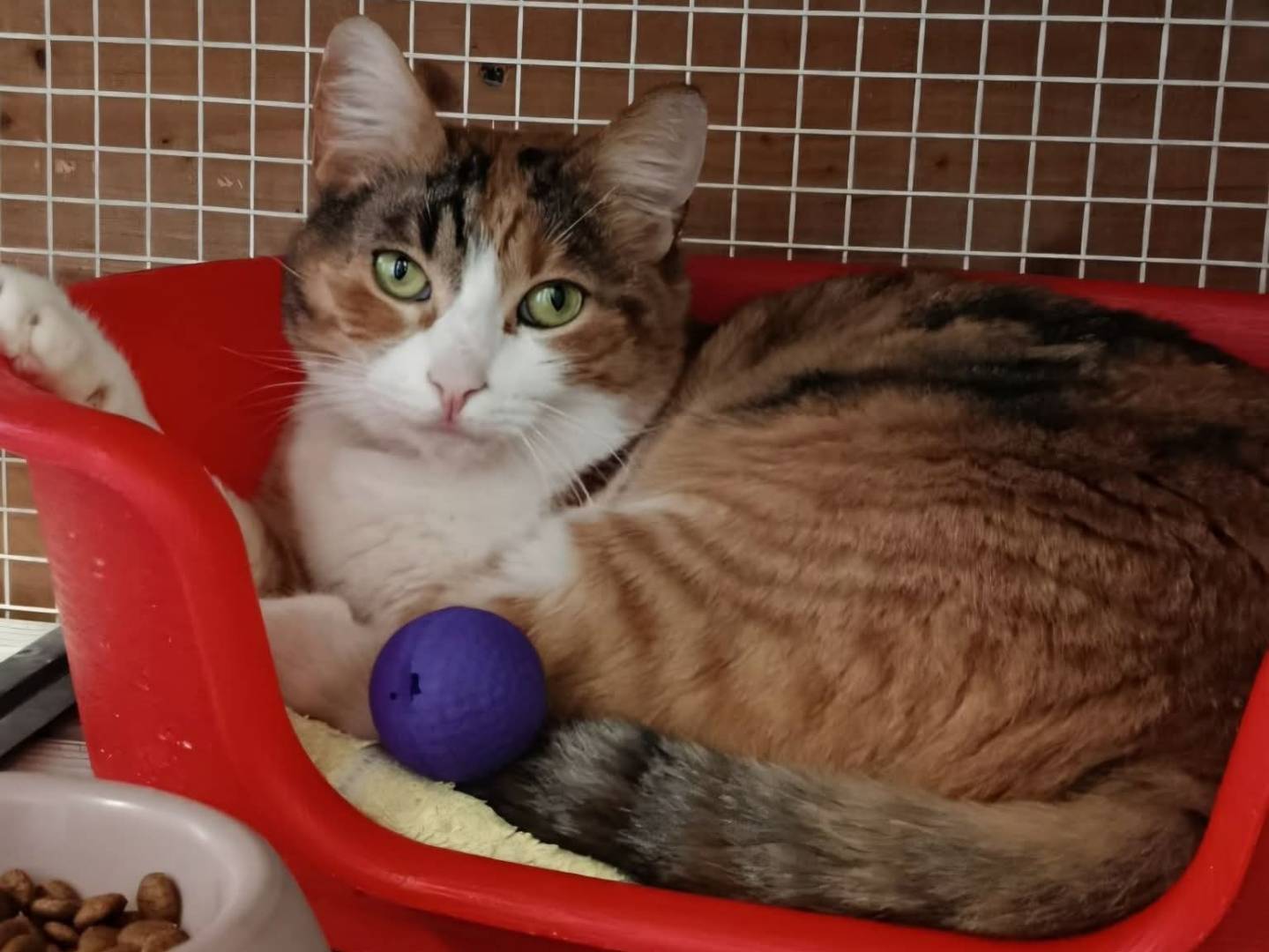 Adotta un gatto, taglia non valida, femmina, Roma