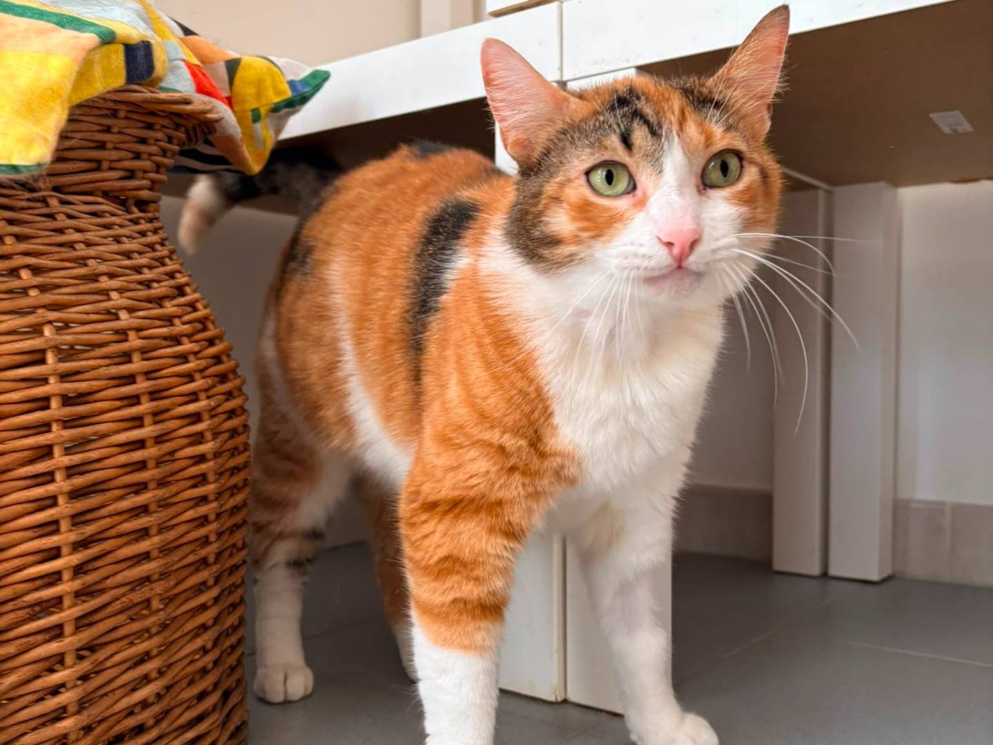 Vuoi adottare un gatto a Roma?